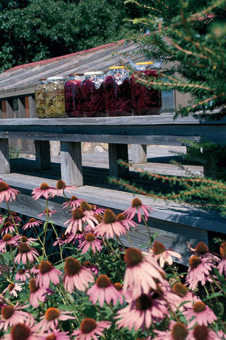 An echinacea fan, Kate leaves the heads on the coneflowers bordering her expansive southern deck so that they attract birds all winter long. The birds also help strew seeds that pop up come spring. During the summer she leaves flavored vinegars—here, opal basil gives the jars a deep red glow—on the big southern-facing deck to steep in the sun for a few weeks.